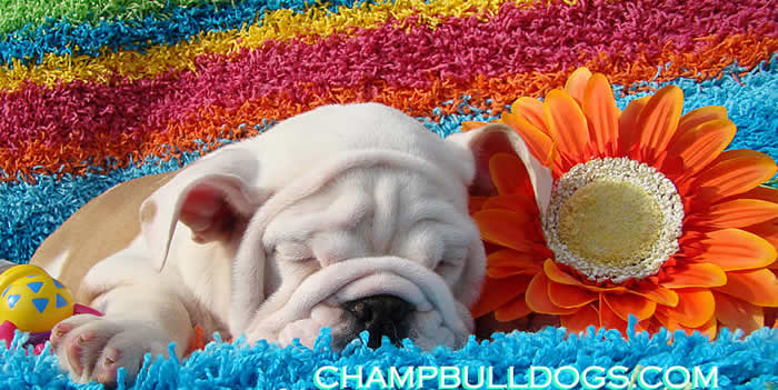 English bulldog puppies